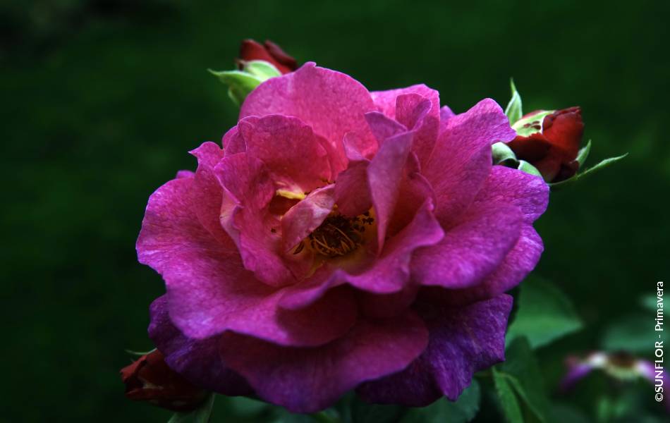 ©SUNFLOR - Primavera
